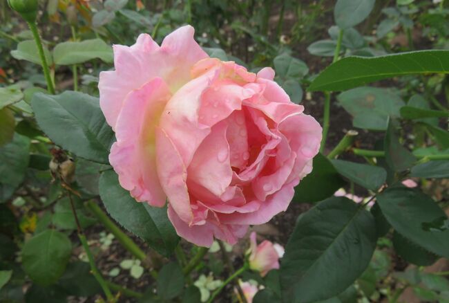 鶴舞公園の秋薔薇の紹介です。