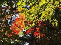秋の森を楽しむ「赤城自然園」