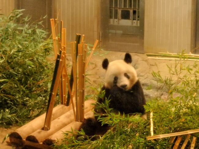 コロナ休園後の上野動物園では、しばらくパンダの撮影が禁止だった。だけど、ある日テレビを見てたら、シャンシャンを撮影してるファンの姿が画面に！<br /><br />なーんだ、とっくに撮影OKに戻ってたのね！（10/5からだそうです）と、約１か月も経ってから気が付き、11月8日の整理券を予約して出かけてきました。<br /><br />そして、再び年パスホルダーとなったので(;^ω^)　18日、29日と行ってきました。(12月も訪問予定）<br /><br />よろしければご覧ください～！