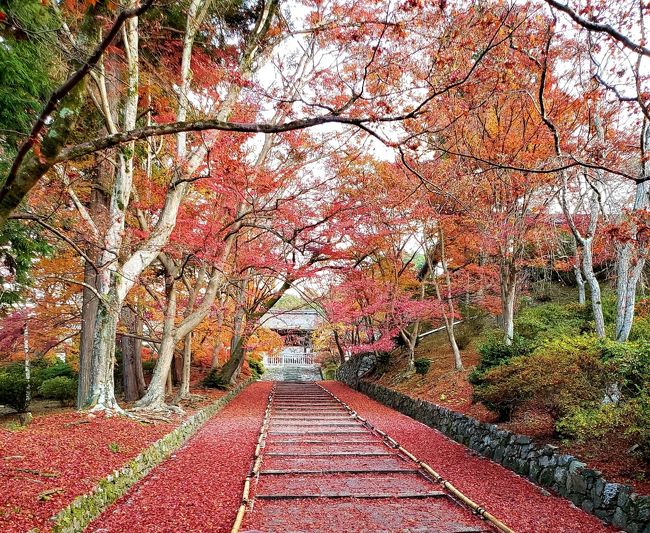 2019年11月～京都の紅葉【秋の特別早朝拝観】