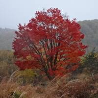 乗鞍3本滝は必見　大カエデは紅葉100％　白骨温泉