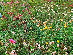 京成バラ園-1　Rose Garden　秋バラ　見ごろに　☆1,600品種10,000株を超えるバラ