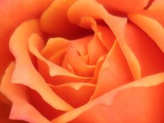 京成バラ園-5　Rose　庭園見どころ点景　☆DisneyLandRose・リオ/Samba・ミュシャ作品