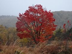 乗鞍3本滝は必見　大カエデは紅葉100％　白骨温泉