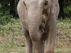 横浜-１　動物園a ZOORASIA　アジアの熱帯林　☆インドゾウ・マレーバク・スマトラトラ