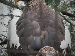 横浜-2　動物園b ZOORASIA　亜寒帯の森　☆オオワシ・レッサーパンダ・アムールヒョウ