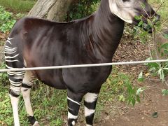 横浜-5　動物園e ZOORASIA　オカピ　珍獣/食餌タイム！大接近　☆木の葉が好物/キリン科