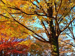 東京・小金井公園～紅葉も少し始まりました（2020年11月9日）