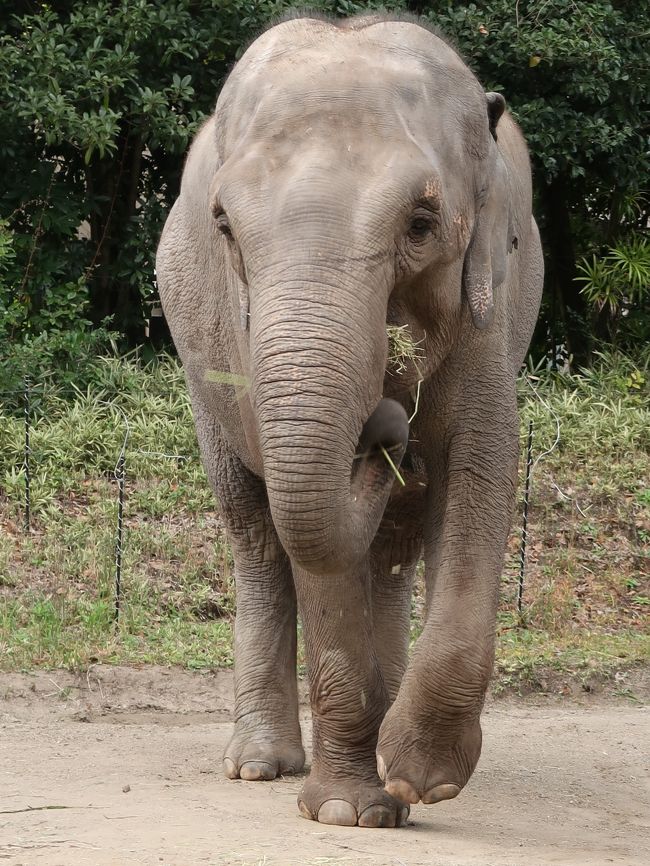 インドゾウ（英語名：Indian elephant）は、哺乳綱- ゾウ目（長鼻目）- ゾウ科- アジアゾウ属に分類されるアジアゾウの、下位分類にあたる1亜種。 <br />アジアゾウの代表的亜種であり、インド亜大陸、インドシナ半島、タイ、マレー半島、カンボジア東部、ベトナム）、および、中国大陸南端部の森林地帯に分布する。 インドゾウを含む種アジアゾウは、過去3世代（60から75年）の間で個体数が少なくとも50%減少したとして、1986年よりIUCNに絶滅危惧種と評価されている。<br />（フリー百科事典『ウィキペディア（Wikipedia）』より引用）<br /><br />よこはま動物園ズーラシアは、神奈川県横浜市旭区にある動物園である。正式名称は「横浜市立よこはま動物園」。 <br />“ズーラシア (Zoorasia)” という名称は、動物園 (Zoo) とユーラシア (Eurasia) を合わせた造語で、1996年に市民公募によって選ばれた。「ユーラシア大陸の様に広大」という意味が込められている。 <br /><br />1999年4月24日、横浜動物の森公園内に開園。テーマは「生命の共生・自然との調和」で、開園当時最新の展示方法である生態展示に関しては、日本でトップの動物園を目指して建設された。2003年には「アフリカの熱帯雨林」ゾーンの一部がオープンし、2004年には多目的休憩施設「ころこロッジ」、2006年には自然体験林「わんぱくの森」、2007年には「アカカワイノシシ舎」と「ぱかぱか広場」がオープンした。2009年に「チンパンジーの森」がオープンしたことで、「アフリカの熱帯雨林」ゾーンについてはほぼ完成となった。最後の整備エリアとなる「アフリカのサバンナ」ゾーンは2013年にその一部が先行オープンしており]、草原エリアなど残る約3haが2015年4月22日に全面オープン。これをもって当園の全エリア（53.3ha）が開園し、日本最大級の都市型動物園となった。 <br />2016年にはこれまでの累計入園者数が2000万人を突破している。 <br />（フリー百科事典『ウィキペディア（Wikipedia）』より引用）<br /><br />よこはま動物園ズーラシア　については・・<br />http://www.hama-midorinokyokai.or.jp/zoo/zoorasia/<br />https://www.welcome.city.yokohama.jp/spot/details.php?bbid=111<br />