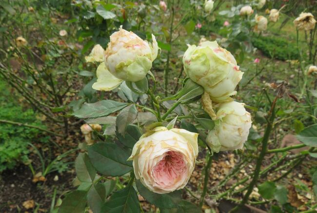 鶴舞公園の秋薔薇の紹介です。