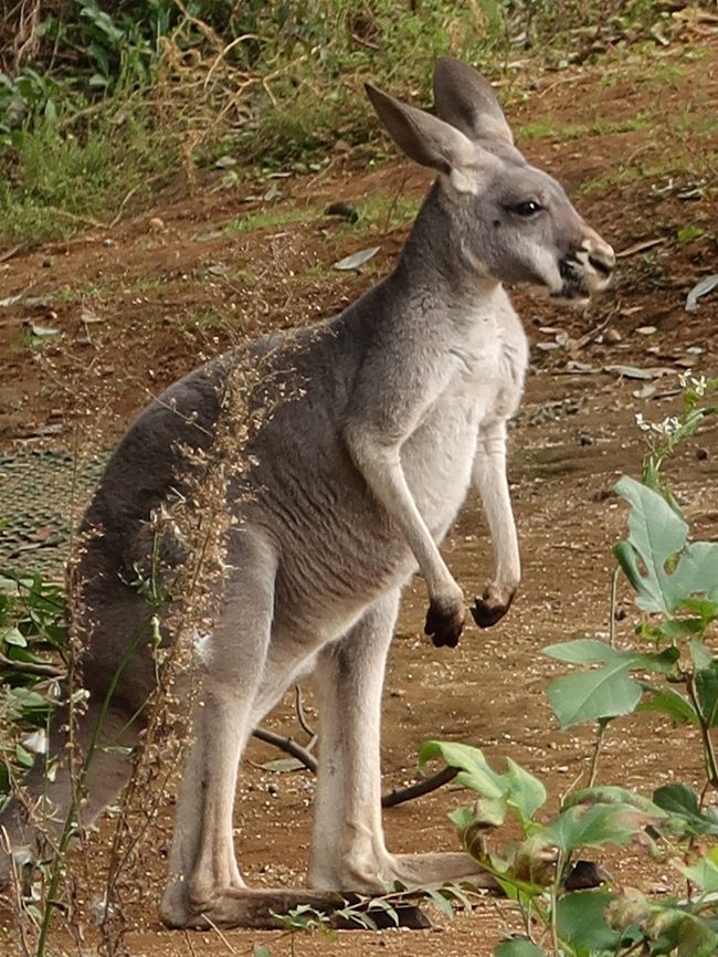 アカカンガルーは、双前歯目カンガルー科カンガルー属に分類される有袋類。 アカカンガルーは地球上で一番大きい有袋類。<br />体長オス130 - 160センチメートル、メス85 - 105センチメートル。尾長オス100 - 120センチメートル、メス65 - 85センチメートル。体重オス66キログラム、メス26.5キログラム。カンガルー属最大種。メスよりもオスの方が大型になる。オスは喉や胸部から分泌される赤い液により、体毛が赤褐色に染まる。<br />年間降水量500ミリメートル以下の乾燥した草原や低木林、砂漠などに生息する。主に薄明薄暮時や夜間に活動する。食性は植物食で、草本を食べる。乾季になると主にイネ科の草を食べる。 <br />（フリー百科事典『ウィキペディア（Wikipedia）』より引用）<br /><br />キノボリカンガルー属 は、哺乳類カンガルー科の属の1つ。カンガルーの仲間でありながら樹上で生活するなど特異な生態を持つ。後脚の代わりに前脚の力やその爪が発達しているが、尾は長いままである。木の実や果実、木の葉などを採食する。夜行性で、寝るときは丸くなって背中の旋毛を上にし、雨がうまく毛を伝って流れ落ちるようになっている。 <br />ほとんどの種がニューギニア島に分布するが、一部クイーンズランド州に生息する種もある。<br />http://www.hama-midorinokyokai.or.jp/zoo/zoorasia/details/post-1058.php　より引用<br /><br />よこはま動物園ズーラシアは、神奈川県横浜市旭区にある動物園である。正式名称は「横浜市立よこはま動物園」。 <br />“ズーラシア (Zoorasia)” という名称は、動物園 (Zoo) とユーラシア (Eurasia) を合わせた造語で、1996年に市民公募によって選ばれた。「ユーラシア大陸の様に広大」という意味が込められている。 <br /><br />1999年4月24日、横浜動物の森公園内に開園。テーマは「生命の共生・自然との調和」で、開園当時最新の展示方法である生態展示に関しては、日本でトップの動物園を目指して建設された。2003年には「アフリカの熱帯雨林」ゾーンの一部がオープンし、2004年には多目的休憩施設「ころこロッジ」、2006年には自然体験林「わんぱくの森」、2007年には「アカカワイノシシ舎」と「ぱかぱか広場」がオープンした。2009年に「チンパンジーの森」がオープンしたことで、「アフリカの熱帯雨林」ゾーンについてはほぼ完成となった。最後の整備エリアとなる「アフリカのサバンナ」ゾーンは2013年にその一部が先行オープンしており]、草原エリアなど残る約3haが2015年4月22日に全面オープン。これをもって当園の全エリア（53.3ha）が開園し、日本最大級の都市型動物園となった。 <br />2016年にはこれまでの累計入園者数が2000万人を突破している。 <br />（フリー百科事典『ウィキペディア（Wikipedia）』より引用）<br /><br />よこはま動物園ズーラシア　については・・<br />http://www.hama-midorinokyokai.or.jp/zoo/zoorasia/<br />https://www.welcome.city.yokohama.jp/spot/details.php?bbid=111