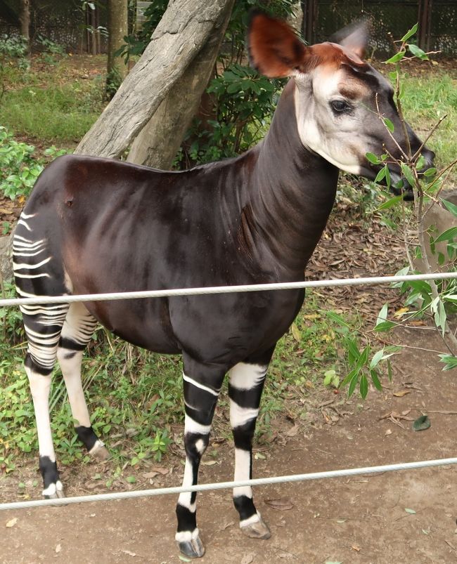 オカピは、鯨偶蹄目キリン科オカピ属に分類される哺乳類。脚の縞模様が美しく、森の貴婦人などと呼ばれる。20世紀に入ってから初めてその存在が確認された珍しい動物である。アフリカ大陸中部のコンゴ民主共和国。<br /><br />頭胴長1.9-2.5 m、肩高1.5-2.0 m、体重200-250 kg。体型的にはウマに似ている。胴体は黒褐色からやや明るい茶色。四肢にはシマウマのような白と黒褐色の横縞模様があるのが特徴で、特に後脚に顕著である。これはオカピが生息する森林での保護色（カモフラージュ）の役目を果たすとともに、同種間での目印にもなっている。 <br />体型や毛皮の模様などからシマウマの仲間だと思われがちだが、いくつかの特徴からキリンの仲間であることがはっきりと分かる。 また、オカピはキリンの先祖に近い動物であることが分かっている。<br />キリンと同じ偶蹄目の動物の特徴として、2つに分かれた蹄（ひづめ）を持っている。奇蹄目に属するシマウマは蹄が1つしかない。<br />頭には毛皮に覆われた2本の角がある。青白く、耳まで届く長い舌を持っている。<br /><br />野生では単独か親子で生活している。長い舌を伸ばして木の葉や草をちぎって食べる。警戒心が強く観察することは困難で、詳しい生態はよく分かっていない。天敵はヒョウ。 <br /><br />世界22箇所の動物園で42頭が飼育されている。日本での飼育数は2019年2月時点で7頭。よこはま動物園ズーラシア（神奈川県横浜市）では最初で3世代繁殖に成功している。<br />（フリー百科事典『ウィキペディア（Wikipedia）』より引用）<br /><br />オカピ　については・・<br />http://www.hama-midorinokyokai.or.jp/zoo/zoorasia/animal/rainforest/Okapi/<br />https://www.tokyo-zoo.net/topics/profile/profile09.shtml<br />https://lifemagazine.yahoo.co.jp/articles/31848<br /><br />よこはま動物園ズーラシアは、神奈川県横浜市旭区にある動物園である。正式名称は「横浜市立よこはま動物園」。 <br />“ズーラシア (Zoorasia)” という名称は、動物園 (Zoo) とユーラシア (Eurasia) を合わせた造語で、1996年に市民公募によって選ばれた。「ユーラシア大陸の様に広大」という意味が込められている。 <br /><br />1999年4月24日、横浜動物の森公園内に開園。テーマは「生命の共生・自然との調和」で、開園当時最新の展示方法である生態展示に関しては、日本でトップの動物園を目指して建設された。2003年には「アフリカの熱帯雨林」ゾーンの一部がオープンし、2004年には多目的休憩施設「ころこロッジ」、2006年には自然体験林「わんぱくの森」、2007年には「アカカワイノシシ舎」と「ぱかぱか広場」がオープンした。2009年に「チンパンジーの森」がオープンしたことで、「アフリカの熱帯雨林」ゾーンについてはほぼ完成となった。最後の整備エリアとなる「アフリカのサバンナ」ゾーンは2013年にその一部が先行オープンしており]、草原エリアなど残る約3haが2015年4月22日に全面オープン。これをもって当園の全エリア（53.3ha）が開園し、日本最大級の都市型動物園となった。 <br />2016年にはこれまでの累計入園者数が2000万人を突破している。 <br />（フリー百科事典『ウィキペディア（Wikipedia）』より引用）<br /><br />よこはま動物園ズーラシア　については・・<br />http://www.hama-midorinokyokai.or.jp/zoo/zoorasia/<br />https://www.welcome.city.yokohama.jp/spot/details.php?bbid=111