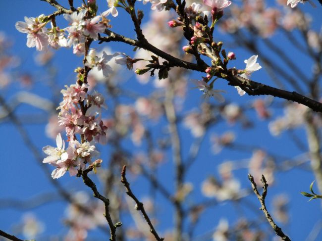 　春であれば暖かく感じられる春風にはらはらと桜の花弁が散るものであるが、今年は木枯らし一号も吹いた後で、今日は西高東低の冬型の気圧配置で、吹く北風に南舞岡小の十月桜の花弁が散って行く。それでも意外と付いている花の数が多いが、ズームして見ると花弁がなく、萼（がく）だけが枝先に残っているのが見られる。直ぐ近くの舞岡公園の木立の紅葉（https://4travel.jp/travelogue/11658523）もこの数日で大分落葉が進んでしまっている。もう、冬が近いのだ。それならば、十月桜が散るべき時期になっていることは確かなようだ。<br />（表紙写真は散り始めの南舞岡小の十月桜）