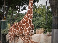 横浜-6　動物園f ZOORASIA　アフリカのサバンナ　☆クロサイ・キリン・エランド・ライオン