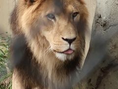 横浜-7　動物園g ZOORASIA　アフリカ-風の丘-噴水口　☆紅葉始まり十月桜咲く帰路-中山駅