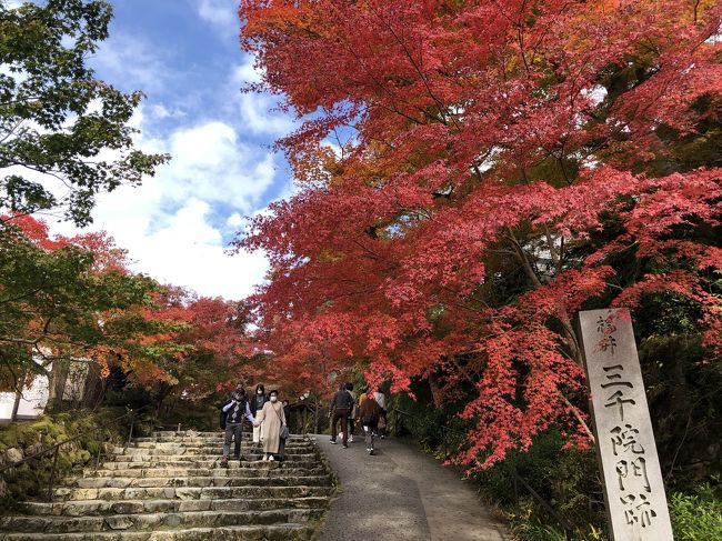 Go To 京都 11 大原 三千院 宝泉院 来迎院 寂光院