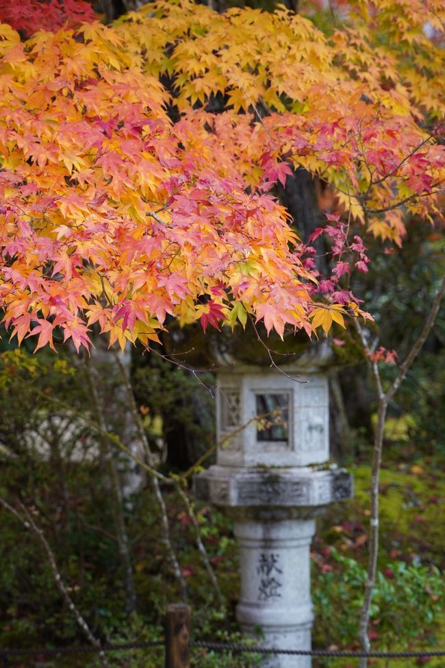 神護寺から下りまして、戻ろうかとも思いましたが…まだ、14:00前です。お隣?西明寺もお邪魔して来るかなと、バス停への登り坂を回避して。<br /><br />もっと離れているのかと思ふたら、けっこすぐでしたのね。