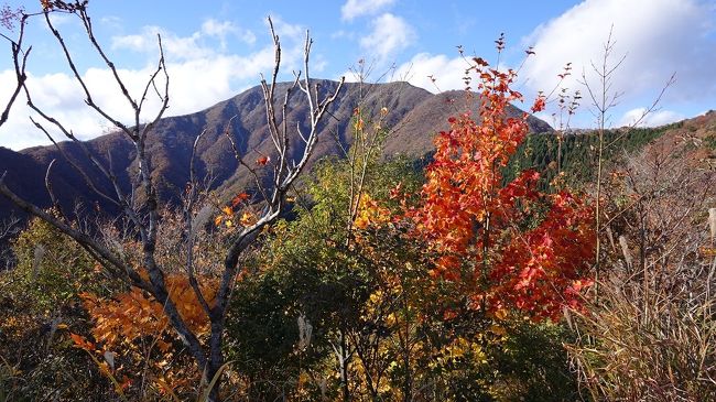 伊吹山と木之本石道寺の紅葉を巡る旅