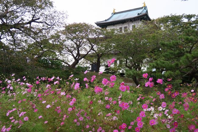 函館2日目水曜日。幸いまだ天気はよい。金曜日になると低気圧の接近で暴風になるとの予想。今日はなんの予約も入れていないノープランの日で、短慮の結果、松前方面にドライブに行くことにした。毎度ながら支度の遅い誰かさんのおかげでのんびりした出立。松前は地図でみるとさほどでもないようだがやはりさすがに北海道で90km以上離れている。まだ高速道路も未整備で一般道だけに2時間近くはかかった。山が海に迫り、わずかな隙間に道と少ない集落がならぶが、松前に至るとすこし視界が開けて、昔の城下町風に整備された町並みが現れる。幕末に最後の和式城郭として整備された松前城であるが、今は天守閣のすぐ下まで車で乗り付けられてしまう。幕末2度の落城と明治維新の棄却、第二次大戦など数々の荒波を短い年月の間に経験しながら戦後まで天守閣は現存していたそうだが、惜しくも戦後の役場の火災に巻き込まれて消失。現在は復元された建物が残る。小規模ながら海岸段丘に築かれた城は歩いて登城してみるとさすがに日本式城郭最後の1品で、なかなかに険しい地形であった。帰りはくらくなった道を函館湾の漁り火を見ながら。夕食は函館の現代のソウルフード、ラッキーピエロに行ってみた。