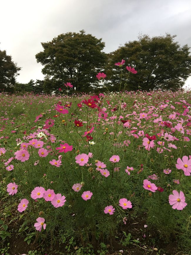 今年はコスモスの開花遅く11月上旬までとHPにあったので昭和記念公園へお散歩しに行きました。<br />花の丘のコスモスは枯れかかっていましたが<br />原っぱ花畑はちょうど見頃でした。