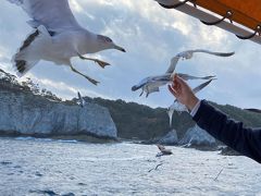 2020秋の東北 8：宮古 浄土ヶ浜のうみねこ