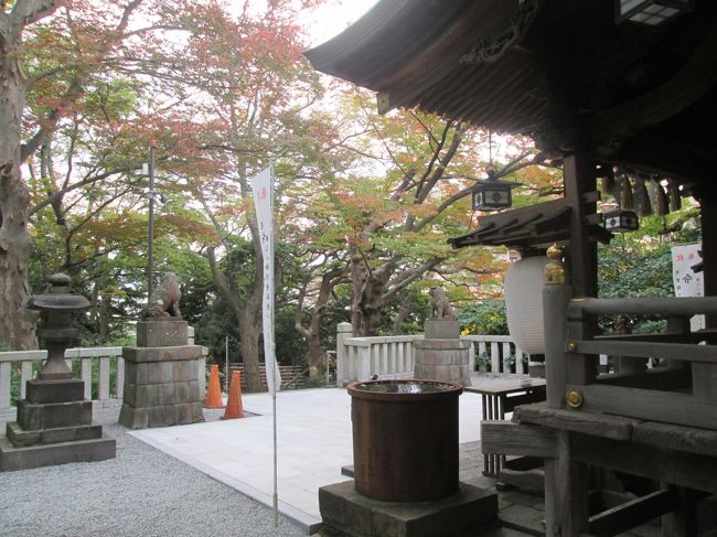 所用のため、年に何度か「白旗神社」近くへ通っています、4年前(2016年)は雨模様の夏の例大祭を紹介していました。<br /><br />11月第二週、藤沢近郊は今秋一番の寒い朝、秋色に変わり始めた白旗神社へ立ち寄ります、まだ朝の早い時間、境内には掃き清める神社の方と私だけ、そして、神社の境内は、七五三参りのお迎えの準備も整い、思いがけない秋色とのコラボレーションでした。<br />孫娘たちの七五三(今年が最後)は、鎌倉八幡宮へお参りしていましたが、今年は三密・混雑を回避するため、神社の変更、且つ、12月への日程順延を予定しています。<br /><br />コロナ禍のご時世、お参り後の食事会の可否を、幹事役として悩んでいます。<br /><br />表紙写真:白旗神社本殿横から参道へ 周りの木々も色づき始めていました。