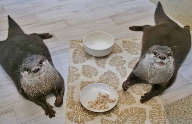 55分三番勝負 もふもふナデナデし放題のアニマルカフェ体験 もふれる屋カラハリ 浅草 東京 の旅行記 ブログ By Moeさん フォートラベル 55分三番勝負 もふもふナデナデし放題のアニマルカフェ体験 もふれる屋カラハリ 浅草 東京 の旅行記 ブログ By Moeさん フォートラベル