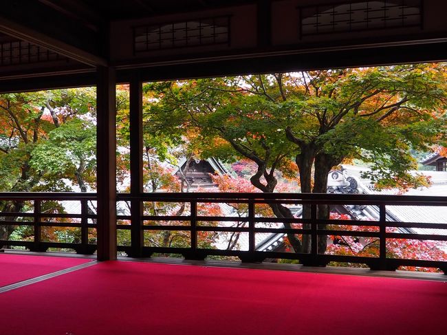 「寒いなぁ」と思う日も多くなってきました。<br />ということは、紅葉も進んできているはずです。<br />ちょっと早いのかもしれませんが、紅葉狩りに出かけることにしました。<br />目指すは、京都西山あたり。<br />このあたりで、一番有名なのが光明寺、そこでまず光明寺に向かったのですが、紅葉のシーズンお寺の駐車場は使えないようになっていました。<br />周辺を探しましたが、駐車場が見つかりません。<br />そこで、同じ西山三山の一寺である楊谷寺に、目的地を変更しました。<br />紅葉は始まったばかりでしたが、そのため青紅葉も残っており、色とりどりの風景を楽しむことができました。<br /><br />【写真は、上書院からの風景です】<br />