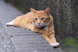 平溪線への旅の途中 ～猴トンで猫まみれ～