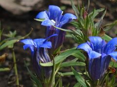 馬場花木園散歩　１０月の花（２８種）