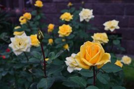 ぷらっと東京さんぽ《Scene.4》～旧古河庭園で華やかな秋薔薇を愛でる～