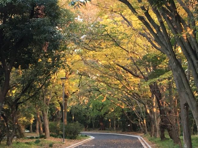 今週、人生で初めての京都の紅葉を見物する。<br />今年は、夏の猛暑後、秋のさわやかさが無いまま、初冬に入ってしまい、朝晩が特に寒い日が早くやって来た。<br /><br />今まで、紅葉見物も気に成らない訳ではないが、友人達の誘いに乗っての京都の紅葉は、正直初めてで、調べ始めたら、なんとすんごい人込みだそうで・・・友人たちに会うのは、賞味1日、また、京都に詳しい知人が一緒に泊まってくれる事に成り、1日、後の1日は、ひとり行動・・・どうする？と数日調べ始めた・・・21日からの3連休前は、４か月前でもビジネスホテルさえ、10倍以上の高騰宿泊費に成った・・・（だから今まで京都の紅葉は行けなかったのね）<br /><br />そんな時に、今日はお天気で昼間は暖かくなり、仕事も休みに成ったので、近所に紅葉探しに出かけた。<br />もっと山の方に行けば良いのですが、手慣らしに、近所の緑地公園に・・・<br /><br />悲しいかな…この夜に、スポーツクラブに行ったのですが、帰りの夜、まさかの・・・前方不注意の女性の車に、駐車場内で轢かれました・・・<br /><br />救急車で搬送され、検査入院1日、私は不死身か？！”？<br />骨折も無く、打ち身だけで、退院した。<br /><br />夏子は、冒険して居ないのだが、どうも、災難癖が有るようだ・・・<br />お子ちゃまを乗せたお母さんの運転の車は大型で、流石の夏子も、轢いた事を気付かなかったその女性に、足まで轢かれなかったのは、有難く神の意志だと思いつつ、未だ全身痛いですが・・・明後日、京都には行こうとしている。・・・<br />まさかの轢かれた時は、これで京都行きダメか？？？と思いましたが・・・<br />行って来ます！（ひとりで。。。）<br />ちなみに、ご心配下さるメールにお返事する時間が無いので、お気持ちだけで充分です。お許しください。<br /><br />紅葉名所の場所だとされる、京都の美しさや、GoToトラベルでも、コロナ感染が広がる日本中の観光地の様子を、次に報告できると良いと思っています。地元の紅葉ですが、良かったら・・・ご覧下さい。