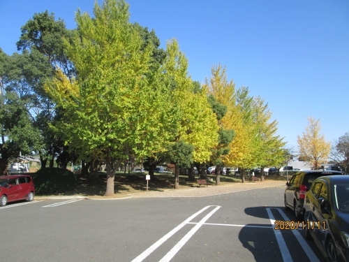 流山市の野々下・流山総合運動公園・流山１００か所めぐり（５０）・紅葉