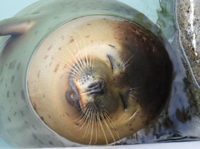 ２０２０年１１月 旭川 その２ 旭山動物園