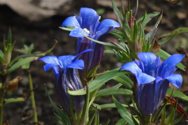 馬場花木園散歩　１０月の花（２８種）