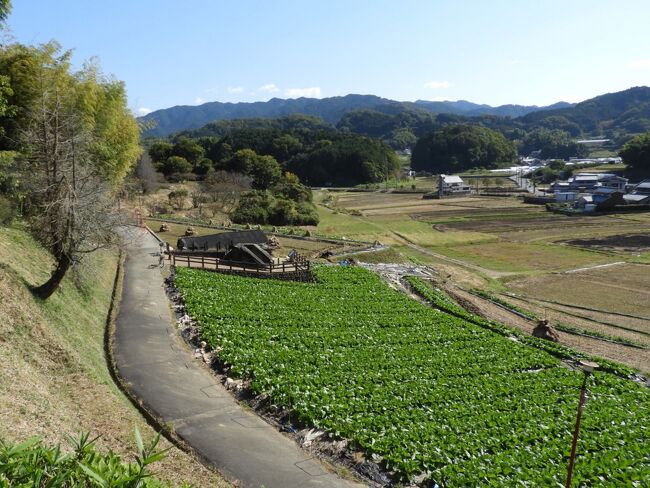 飛ぶ鳥の、明日香の里を、置きて去（い）なば、、、