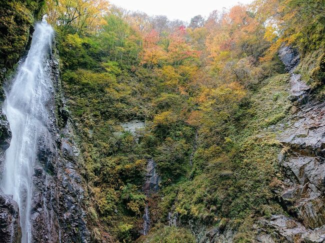 gotoトラベルでプチ旅行に行きました。<br />今回は近場で紅葉を楽しもうという事で、11月12日から1泊2日で、西丹沢でのハイキングや河口湖での紅葉を見に行って来ました。<br />西丹沢の西沢渓谷は、神奈川県とは思えない、綺麗な渓谷と大きな滝で癒されました。ただ予報は外れ、曇り空が残念。<br /><br />宿は一度行ってみたかった、御殿場高原時之栖。<br />2食で1万円。gotoトラベルで6500円とコ・ス・パいい。<br />イルミネーションやいろんなお風呂がで楽しめました。<br /><br />翌日は河口湖へ、ピーカンの中の河口湖の紅葉と富士山が素敵でした。<br /><br />