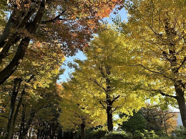 遠くに行かなくても、近くに素晴らしい紅葉がありました。<br />朝の目覚めのラジオ体操の後、携帯カメラで秋を撮りました。<br />雨の降らぬうちに、風の吹かぬうちに「秋の通り過ぎぬうちに」<br />秋は忙しいです。朝の光は、私の踊る気持ちをとらえてくれました。　<br />　山は遠くになりました。　小さな秋見つけ