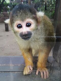 九州の旅2018-やさしさあふれる宮崎市フェニックス自然動物園