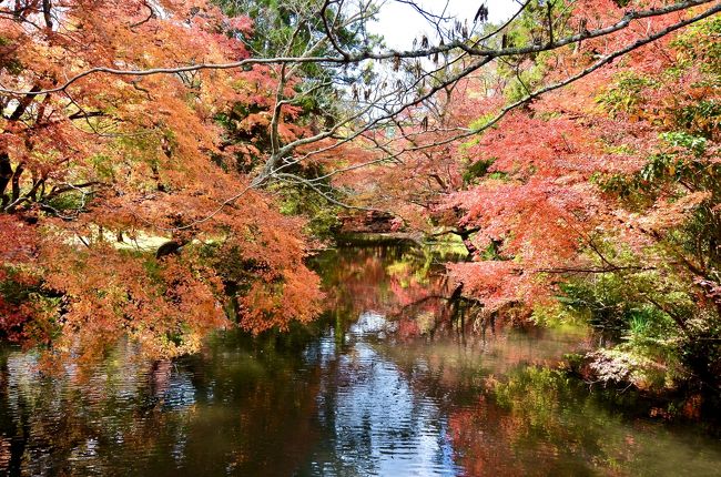 Go Toトラベルキャンペーンが始まり、旅立つ人が増えてきた9月。<br />我が家もそろそろ出掛けたいよぉ～となりました。<br />じゃ、どこへ行く？<br />あまり遠すぎるのもアレだしソーシャルディスタンスも考えると、宿泊客が少なくてのんびり出来るお宿がいいね...ということで、以前に宿泊した由布院の「玉の湯」さんに行くことにしました。<br />Go Toキャンペーンを利用したならば...<br />えっ！こんなにお得になるの！？<br /><br />しかし！Go Toの威力、凄まじい！<br />9月も10月もず～っと満室で予約できませんよ！<br />で、やっと予約できたのが11月9日。<br />でも、それがかえって良かった！<br />お天気はいいし、ちょうど紅葉シーズンで金鱗湖周辺はすごく綺麗でした。<br />おまけに地域クーポンもしっかり使って、美味しい食事はいただけるし、お土産も買えるしで、Go To最高！<br /><br />特に何ってありませんけど、お宿と美食、そして、歩けば楽しい紅葉巡りを満喫してきた旅です。<br /><br />旅行記①は、出発から由布院を代表するお宿「玉の湯」にチェックイン＆紅葉の様子です。<br /><br />どうぞご覧ください～。<br />