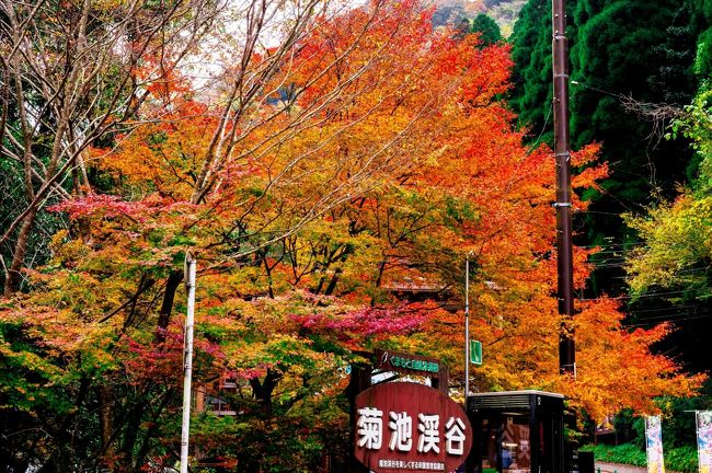 　渓流にかかる紅葉が美しい菊池渓谷へ行ってきました。<br />　菊池渓谷は、熊本県で一番人気の紅葉の名所です。朝4時半に家を出て、7時に菊池渓谷駐車場へ到着し、早朝の渓流と織りなす紅葉を楽しみます。　<br />　