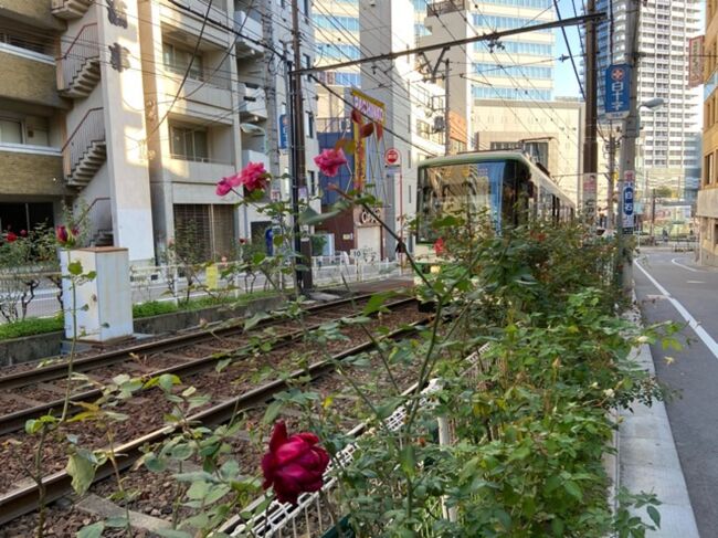 酉の市が近いので、人混みを避けて朝イチで行ってみました。<br />まだ開いておらず買うことはできませんでした。<br />帰りは都電沿いを歩き、秋バラを楽しむことができました。