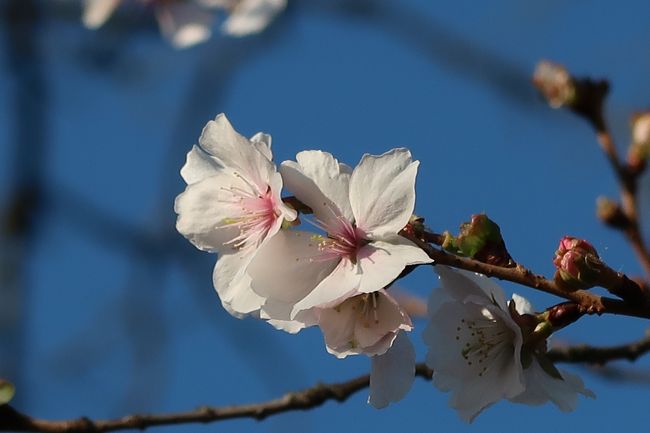 冬桜を見に初めて桜山公園へ行ってきました。<br />naviにたよって行きましたが、新しく道ができてるみたいで<br />行くときは公園入口という看板が出てたのでそこから入りました。<br />帰りは別の道になりました。<br />11月13日に行きましたが、桜はまだ早かったみたいです。<br />駐車料金は500円かかります。<br />