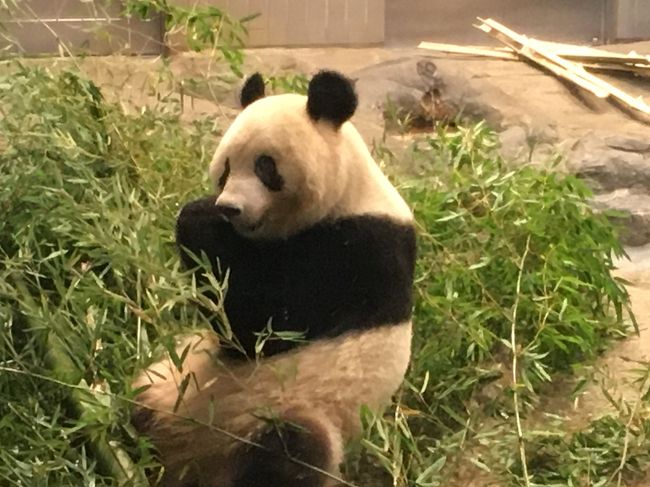 間もなく中国へ帰国予定のパンダのシャンシャン。<br />日本で会える最後の機会だと思い、ぜひ起きている姿を一目見たく上野動物園へ行ってきました。<br />