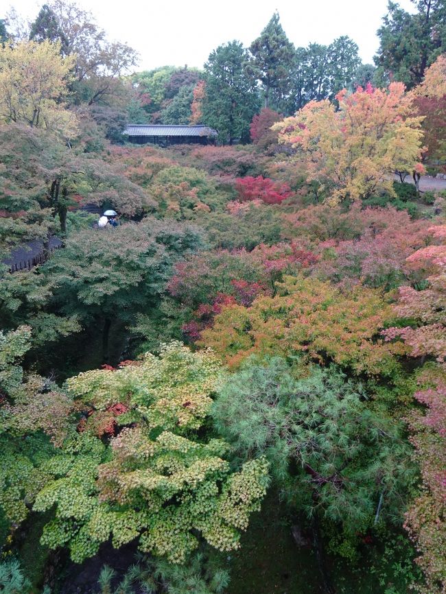 色づき始めた京都へ⑤　雨の一日は…　