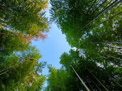 紅葉の中伊豆を巡る旅　嵯峨沢館で過ごす秋