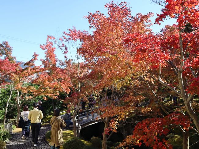 ちょうど紅葉が見ごろの箱根・強羅に行ってきました。<br />強羅公園と箱根美術館を中心に、箱根湯本と強羅の往復は、箱根登山鉄道で。<br />帰りは塔ノ沢で降りて、早川沿いを歩いて箱根湯本へ。<br />強羅は、紅葉がちょうど見ごろでしたが、標高の低い塔ノ沢、箱根湯本は、紅葉はまだ真っ青でした。