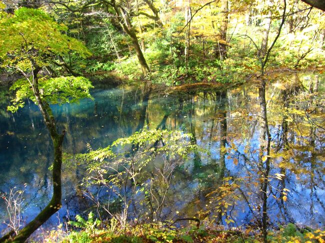 11月3日 <br />十二湖～千畳敷～高山稲荷神社～鶴の舞橋～蔦温泉。走行距離は約250㎞。<br />この日の行程は、元々削ってた部分を（本来は行程に入れてたけど厳しいので削ってた）東北を１日追加したことで復活させたプラン。１日追加してよかったです。<br /><br />宿泊は蔦温泉旅館。<br />48000円がGo Toで31200円。これからJTBベネフィット適用で20200円になり、地域共通クーポンが7000円。単純計算では13200円。<br />店舗予約分の方がベネフィットの割引が大きいのと（但し値段がネット予約より高いことが多い。その分特典があったりする）紙クーポンが貰えるので、この予約は店舗でしてました。<br />夕食の飲み代を2千円のクーポン使って240円でした。<br /><br /><br /><br />