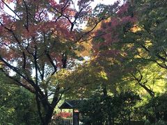街の中にある日本庭園（白鳥庭園）