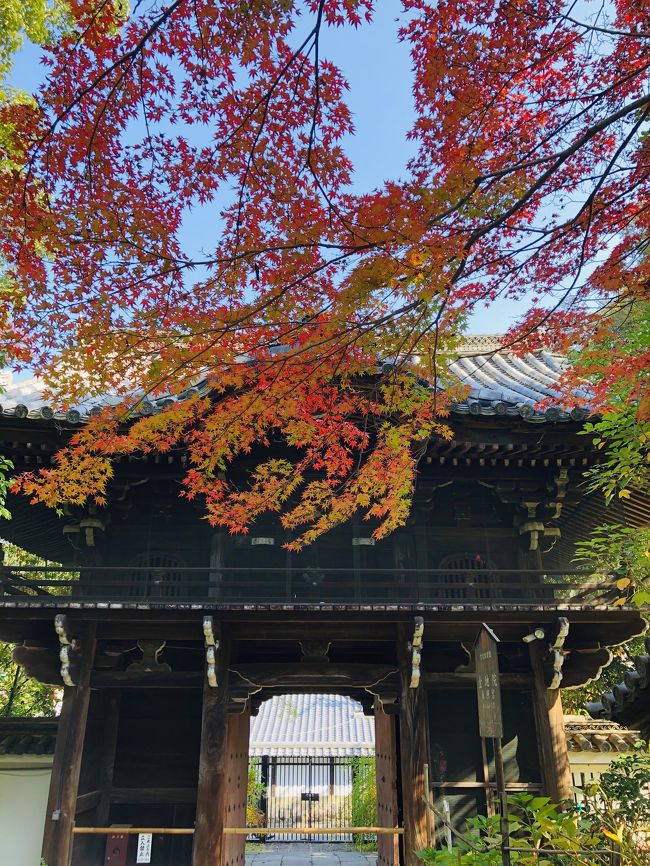 京都は出張で1時間だけ滞在などはあります。<br /><br />めっちゃ混んでて海外の方々をかき分けながら道を歩いた記憶が。<br /><br />GoToあるし、京の紅葉を楽しもうと来てみました。